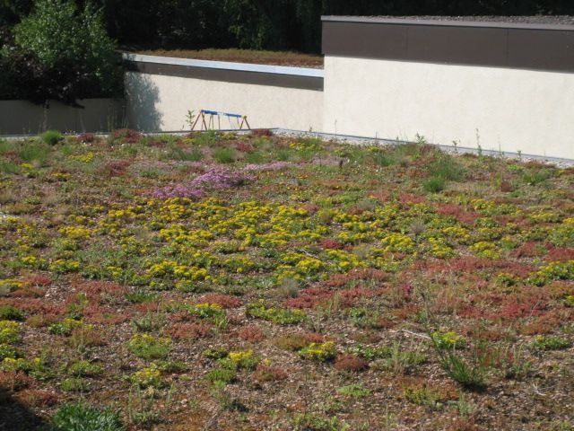 Dachbegrünung
