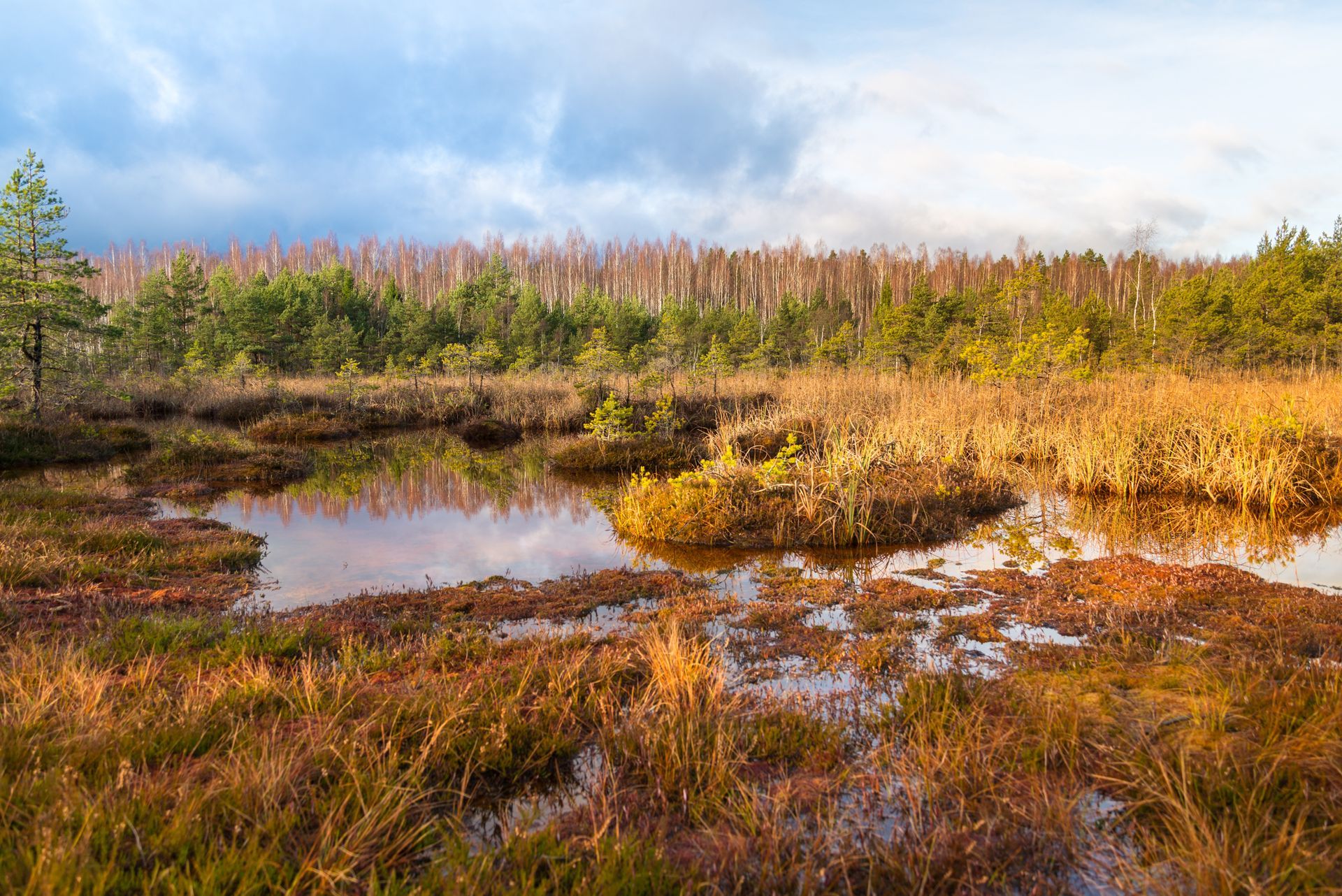 Marais automnal aux herbes dorées, petit étang et ciel bleu nuageux.