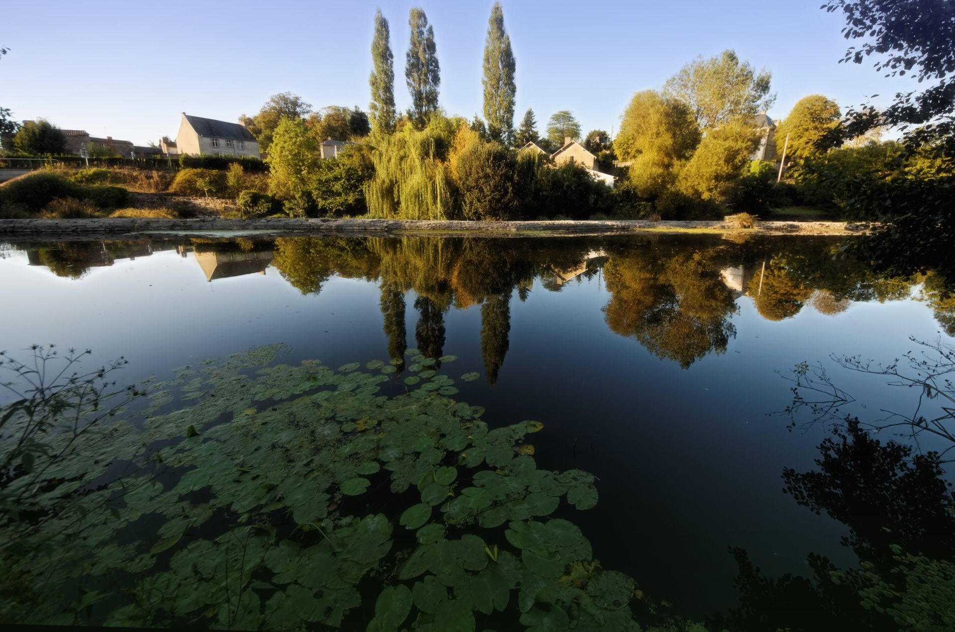 Un lac calme reflétant des arbres et des maisons sous un ciel dégagé, avec des nénuphars au premier plan.