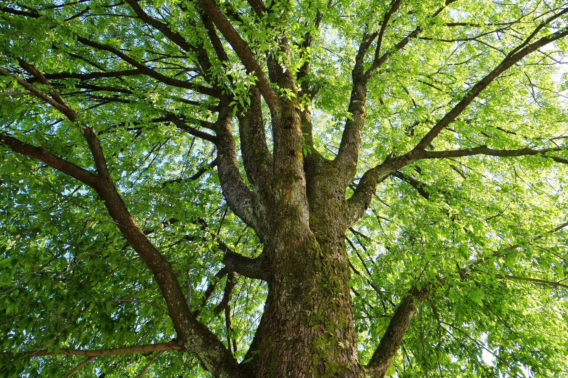 Blick nach oben auf einen Baum mit vielen Blättern .