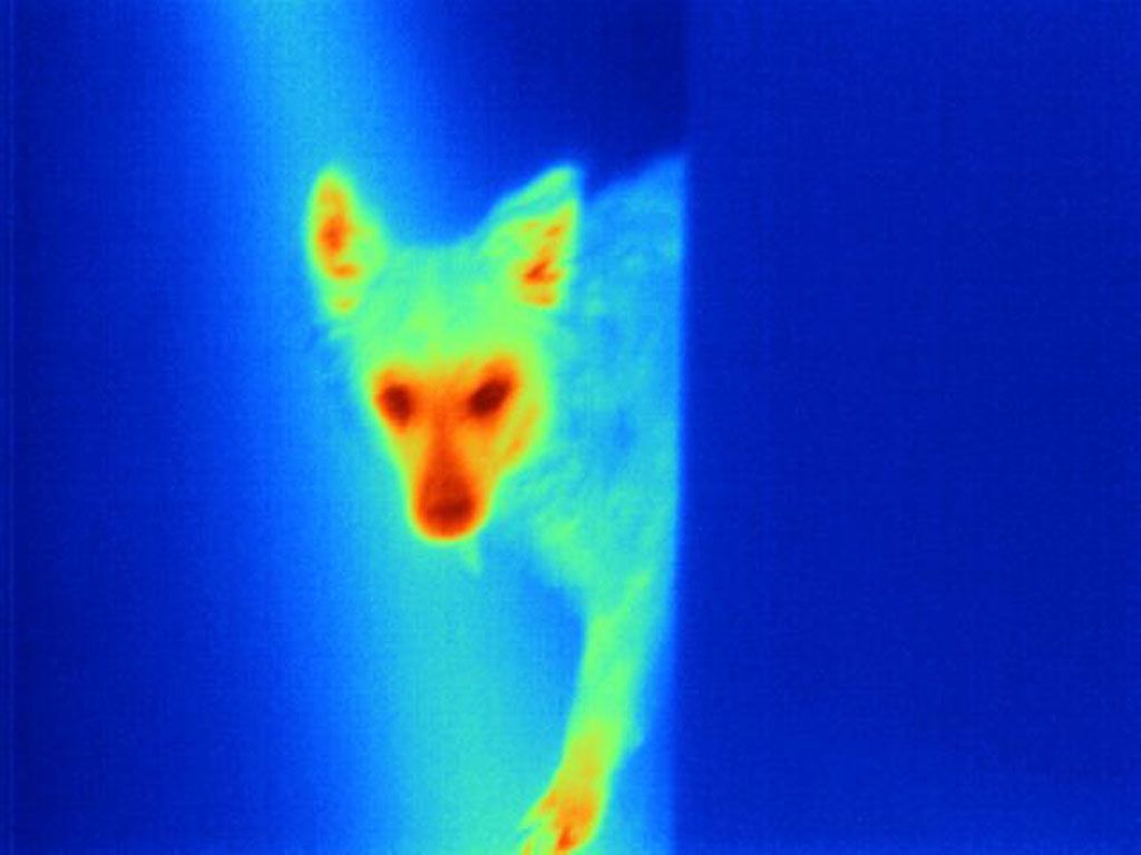 IR THERMOGRAFIE