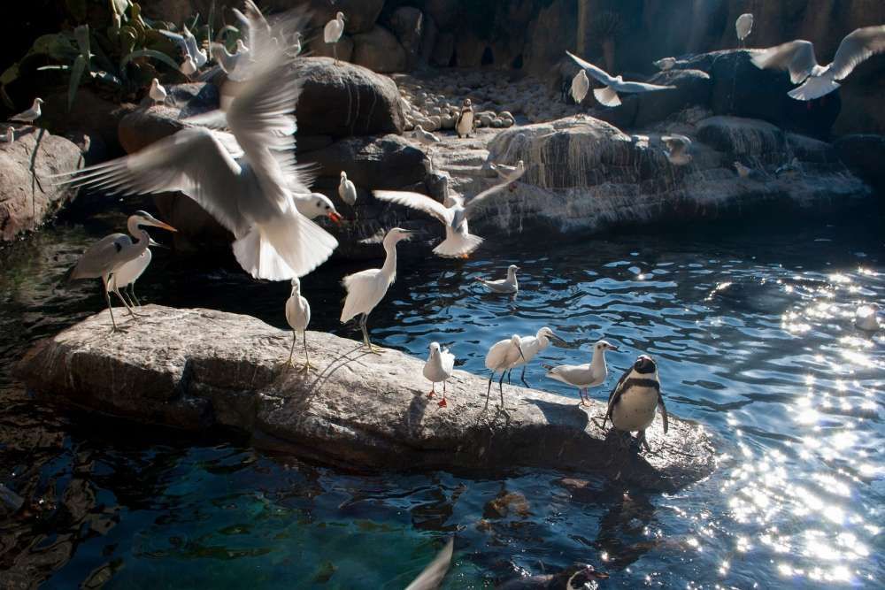 Aufnahme von Vögeln im Tierpark Hagenbeck Mehrere Vögel stehen auf einem Felsen in der Nähe eines Gewässers im Zoo