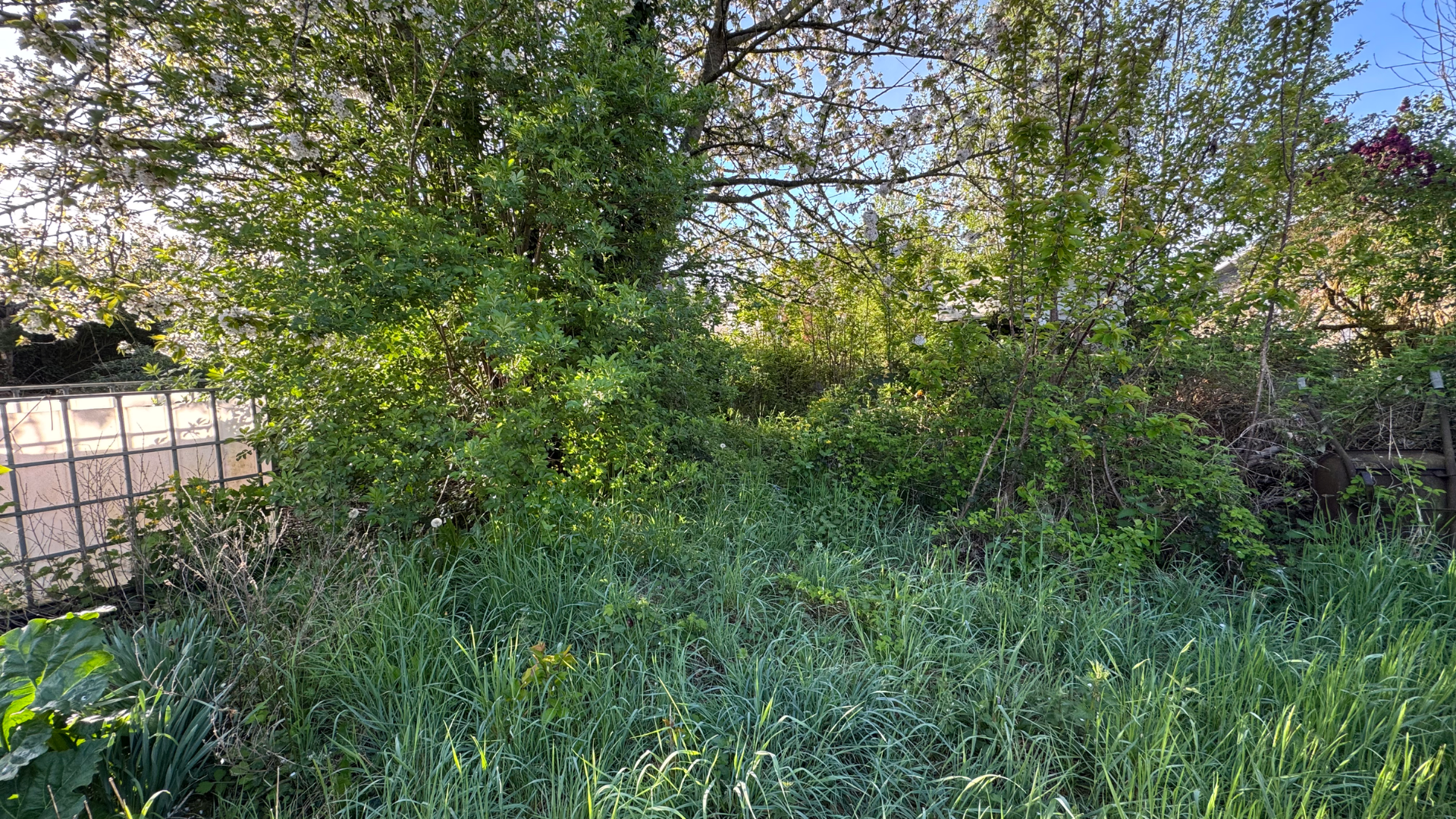 Des buissons verts luxuriants et de l'herbe dans une cour arrière, avec un aperçu d'une clôture et d'arbres.