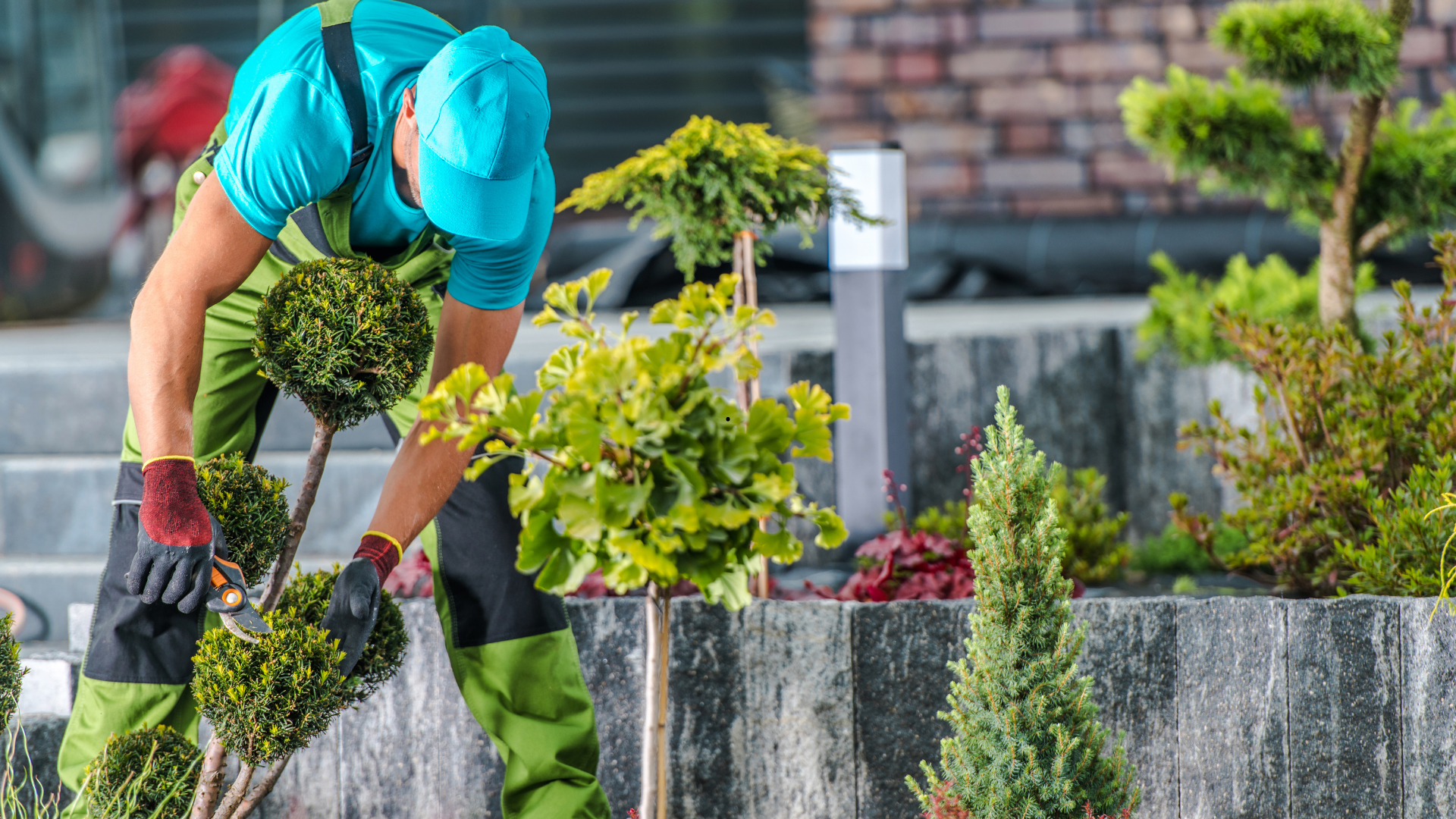 Un jardinier en salopette verte et chapeau taille des buissons dans un jardin bien entretenu, sur fond de mur de briques.