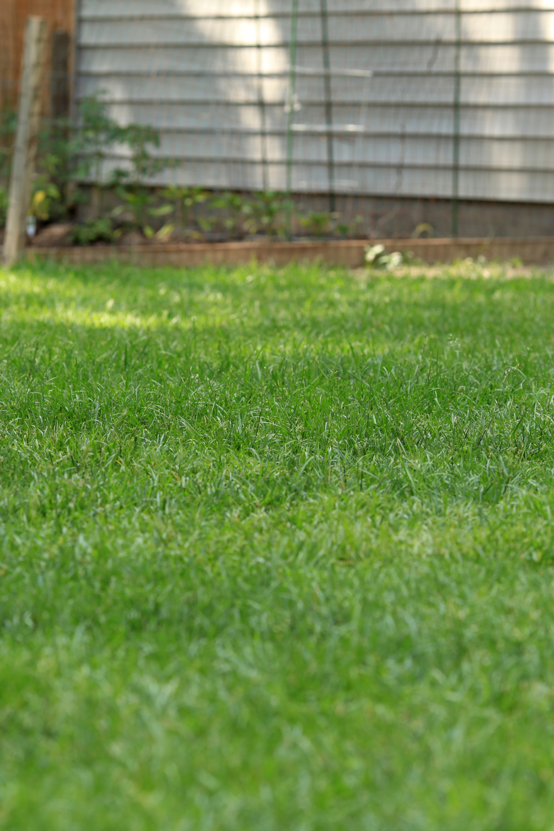 Pelouse verte avec de petites fleurs blanches, clôture en arrière-plan.