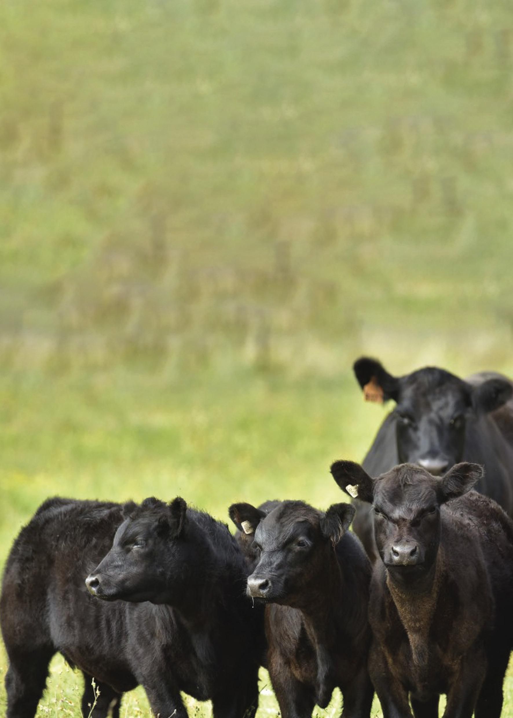 Techador colocando tejas rojas en un techo nuevo. Cielo azul.