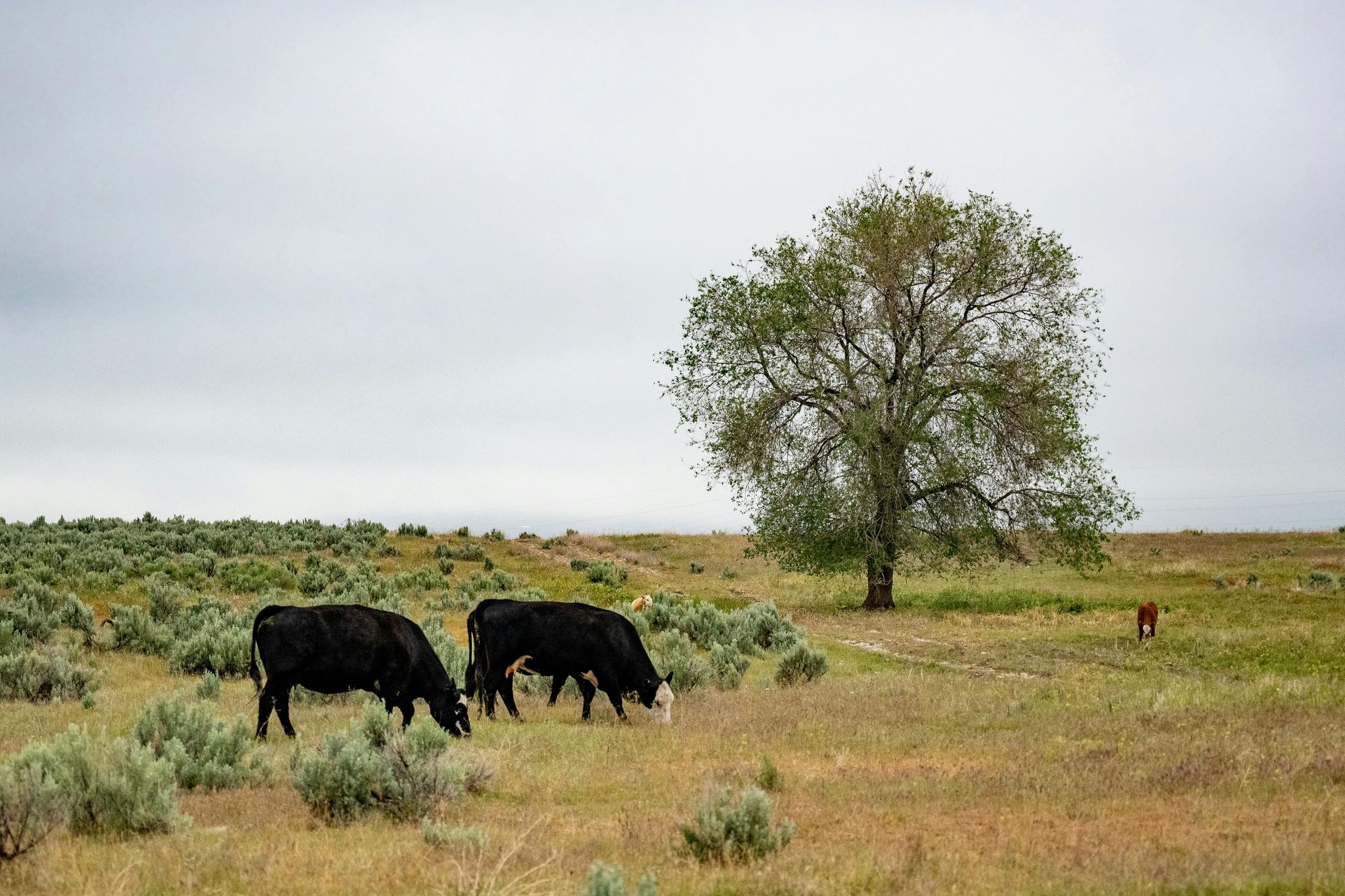 Canalones de metal marrón a lo largo del borde de un techo, con una pared de ladrillo debajo y fondo borroso.