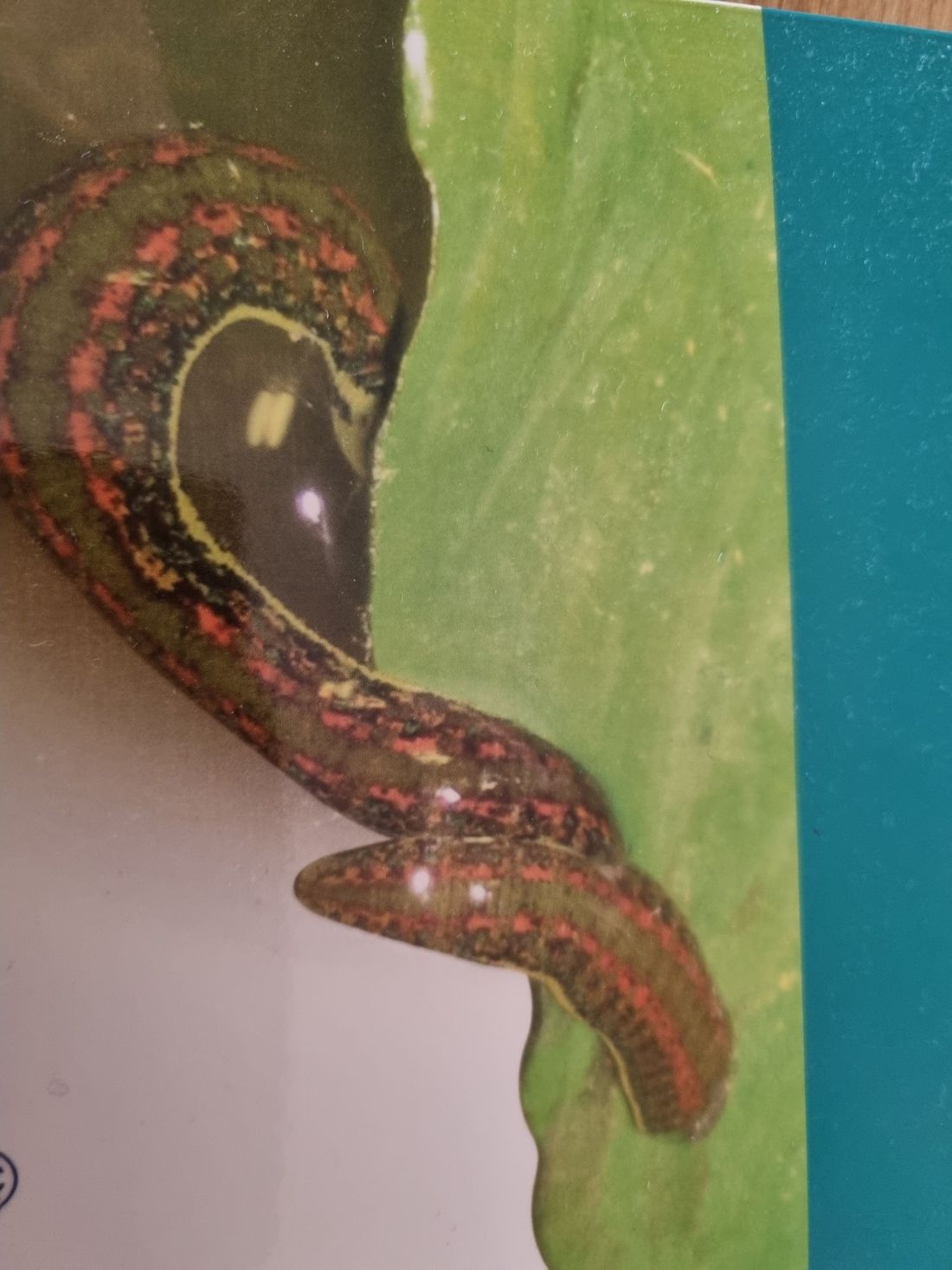 Naturheilpraxis - Doris Berweiler