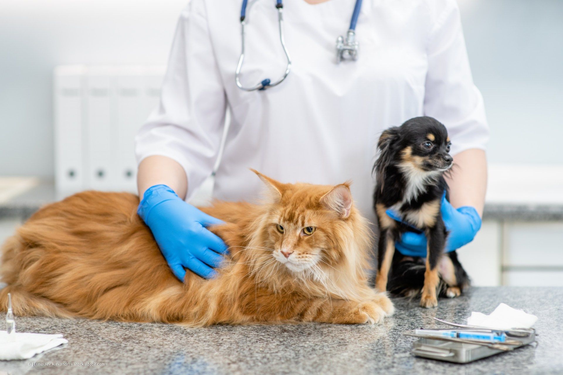 Bild von Main Coon Katze in Praxis
