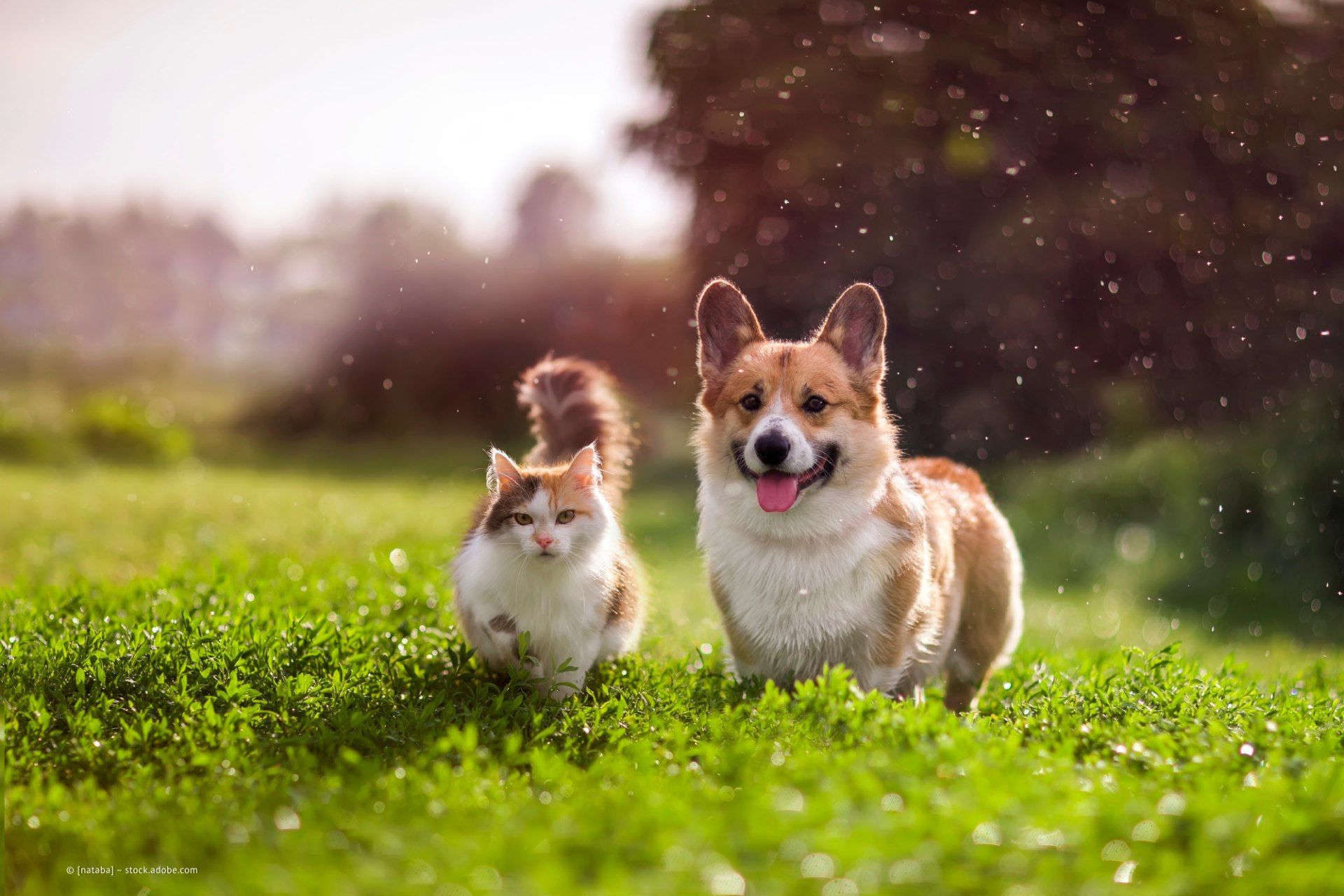 Bild von Hund und Katze auf Wiese