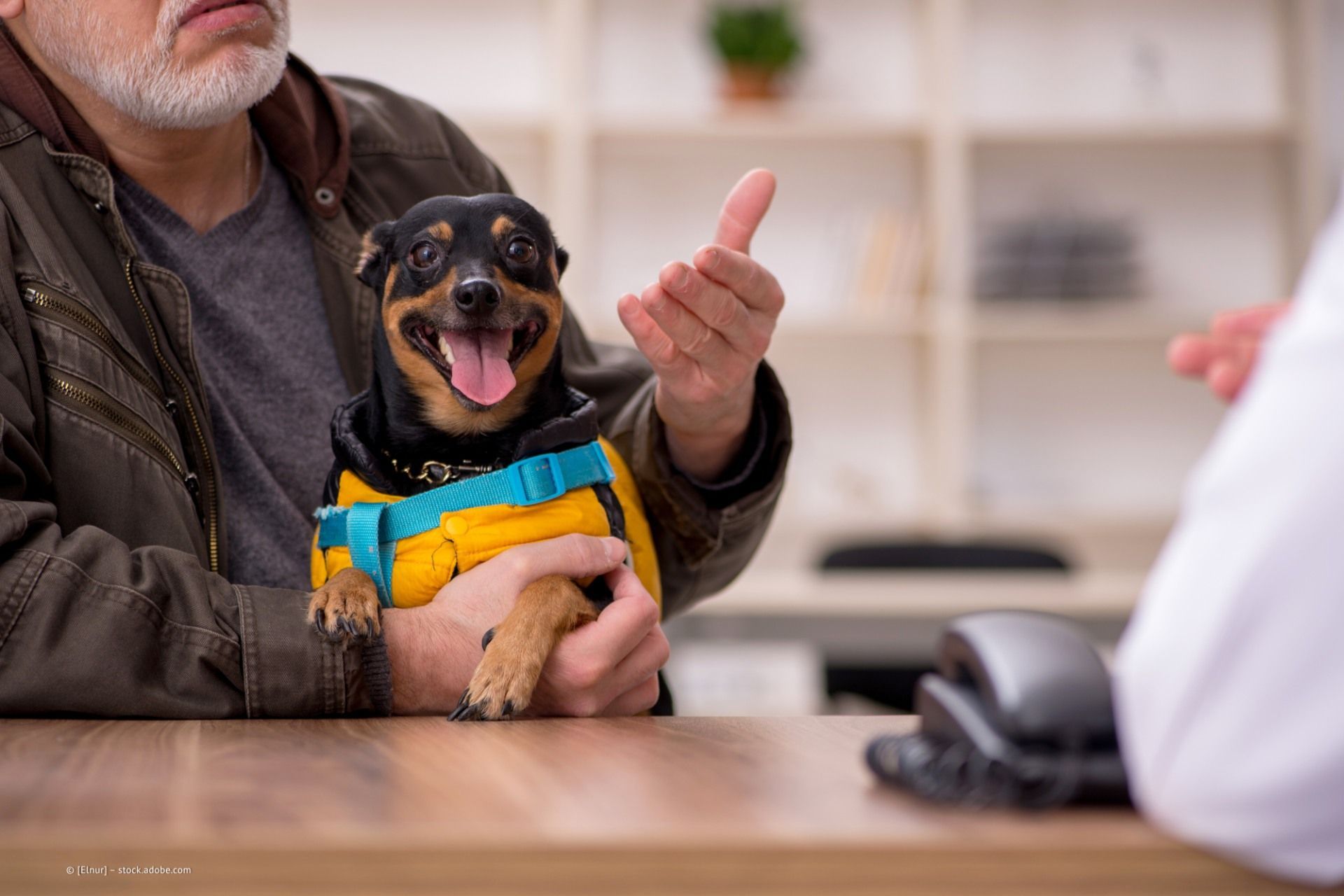 Bild von kleinem Hund am Empfang der Praxis