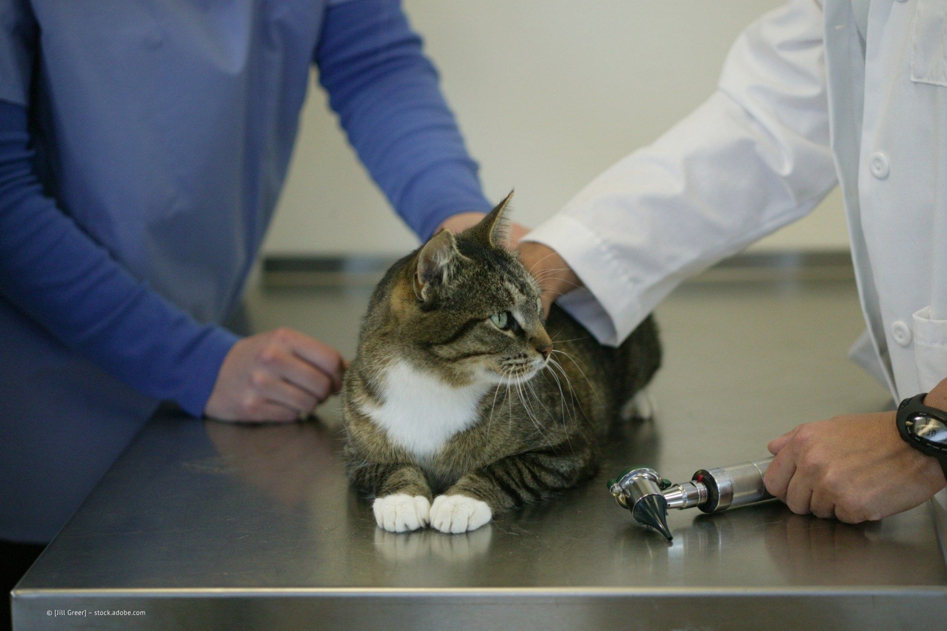Bild einer Katze auf Behandlungstisch