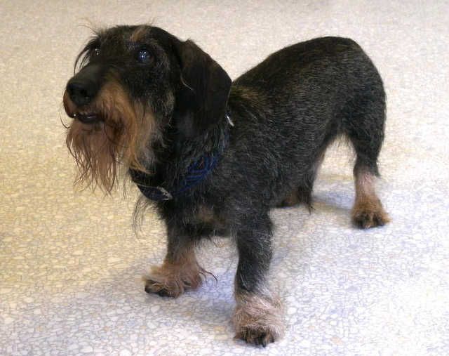 Bild von schwarzem Terrier