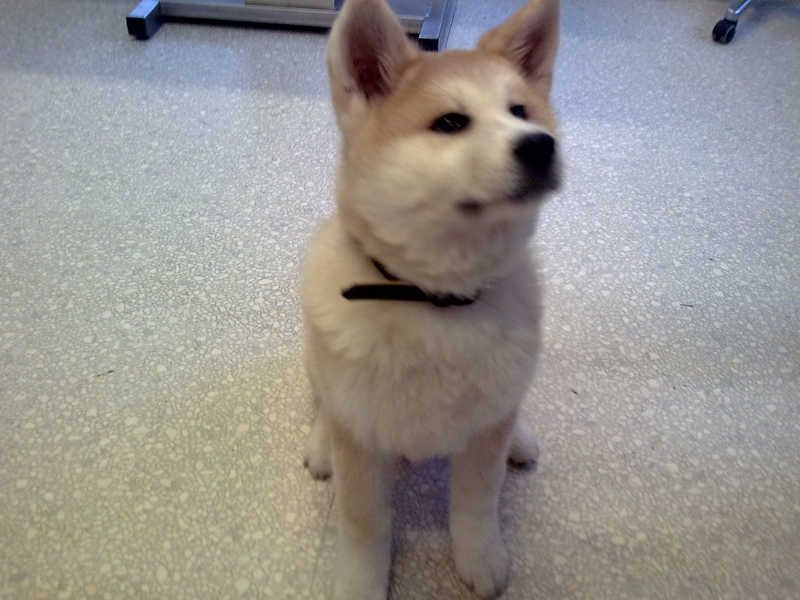 Bild von einem Shiba Hund