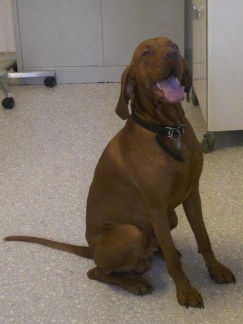 Bild von braunem Labrador