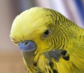 Bild von gelbem Wellensittich