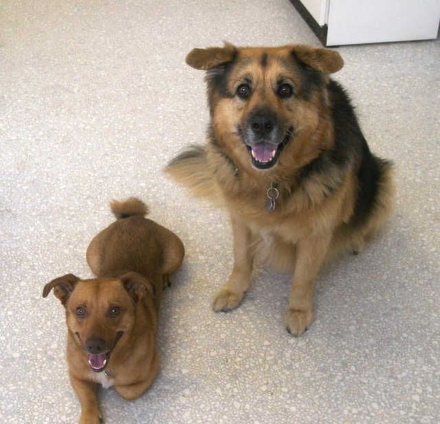 Bild von zwei Hunden in Praxisraum