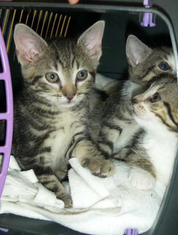 Bild von zwei jungen Katzen