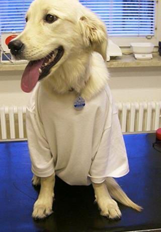 Bild von Golden Retriever mit Shirt an