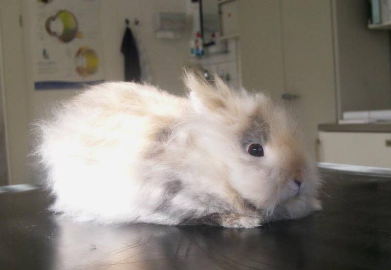 Bild von weissem Kaninchen
