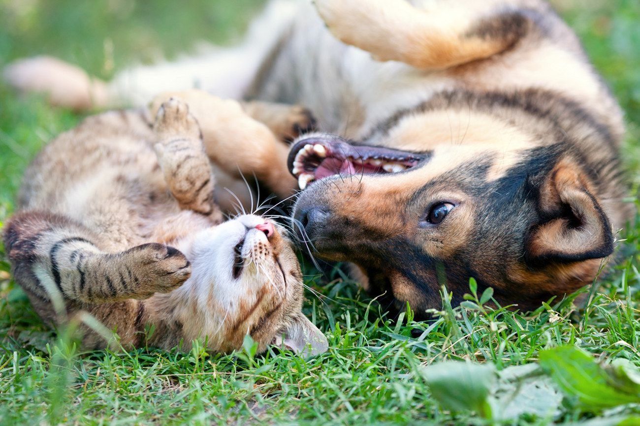 Bild von Katze und Hund auf Wiese spielend