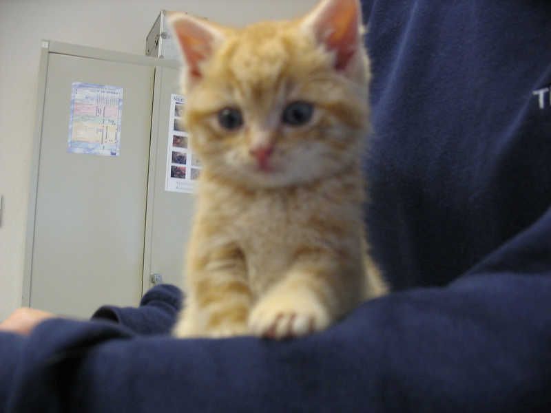 Bild von jungem, roten Kater