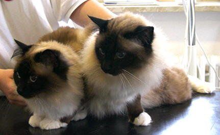 Bild von siamesischen Katzen