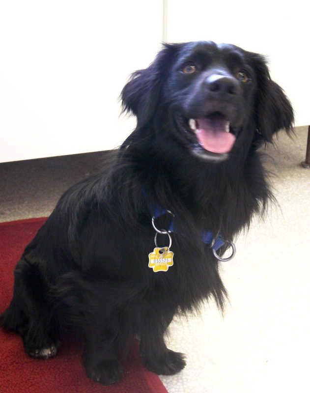 Bild von schwarzem Hund