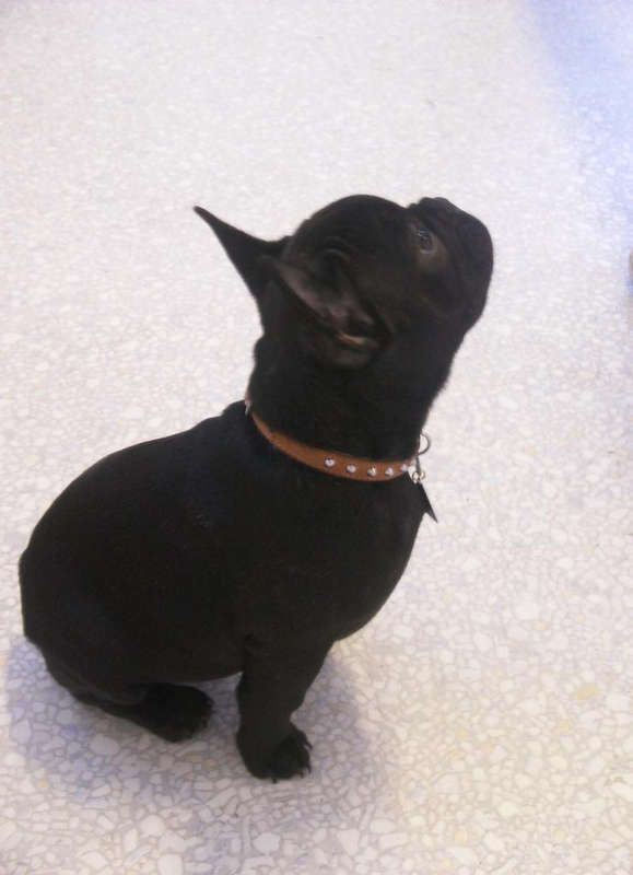 Bild von schwarzem Pitbullwelpen