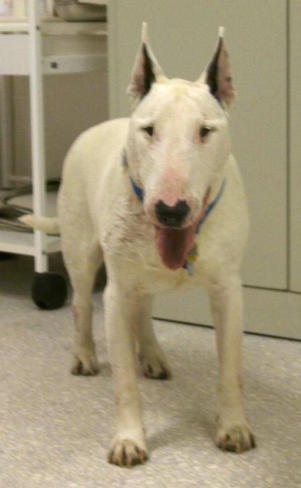 Bild von weissem Pitbull Hund