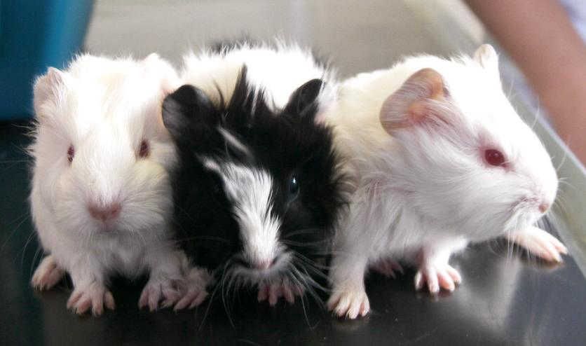 Bild von Meerschweinchen