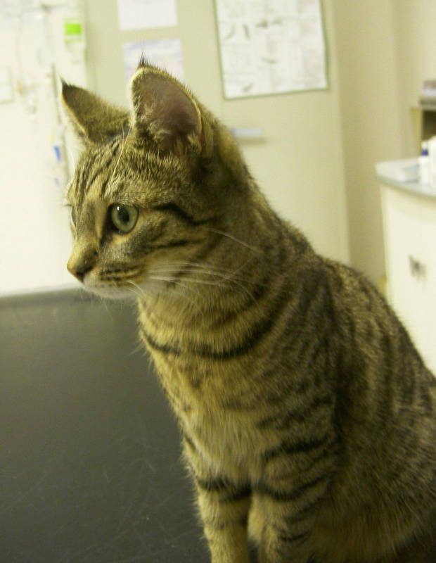 Bild von junger Katze