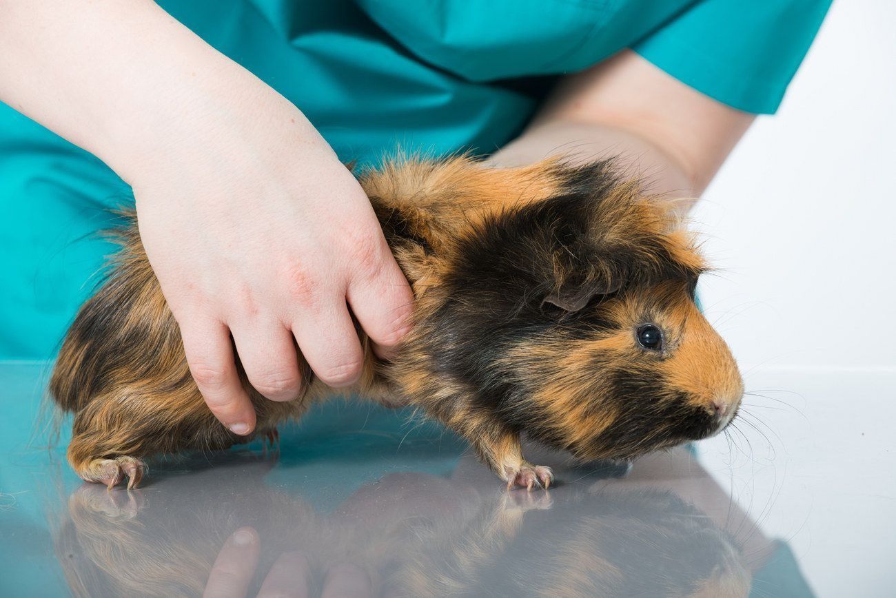Bild eines Meerschweinchens