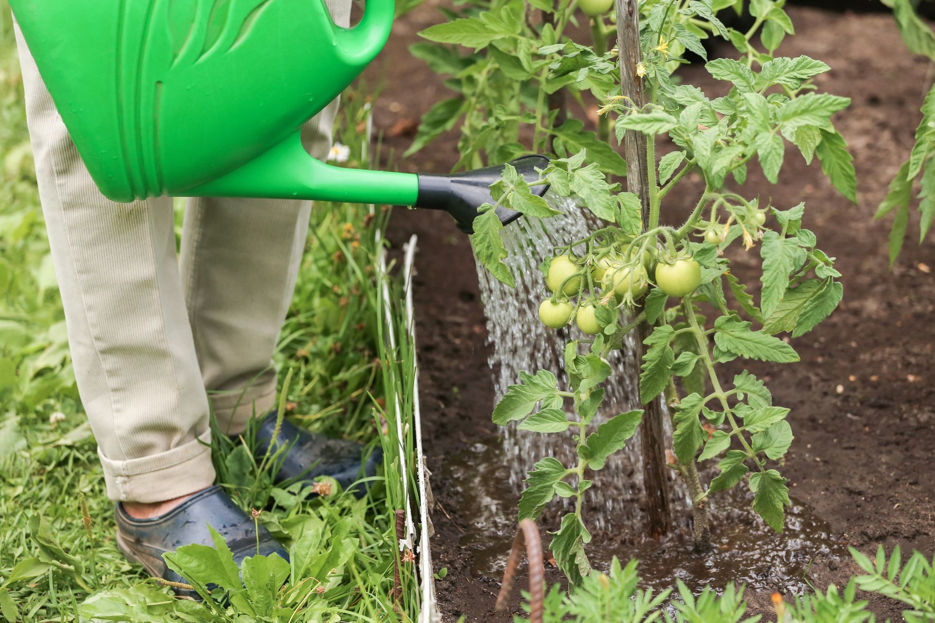 Une personne arrose un plant de tomates avec un arrosoir vert dans un jardin