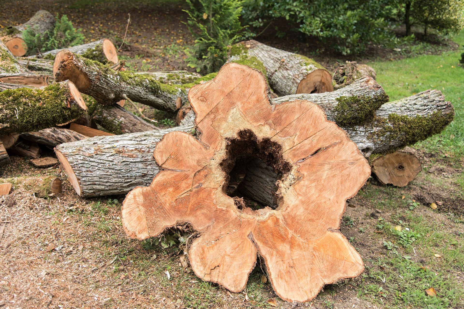 Souche d'arbre coupée avec un grand trou