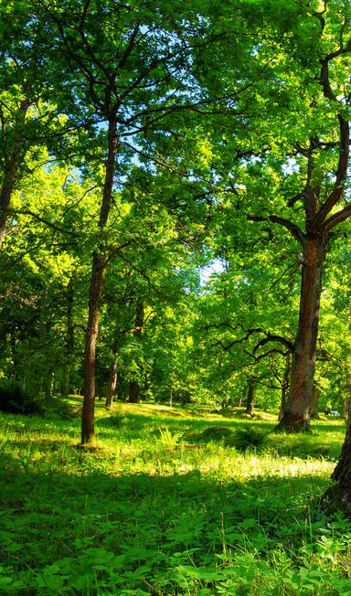 Paysagiste à Neuville-sur-Saône