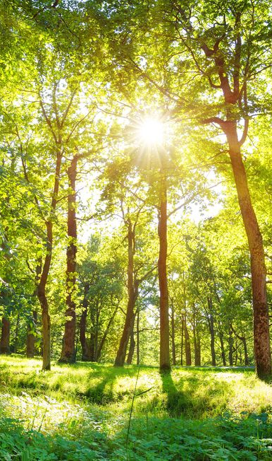 Paysagiste à Belleville-en-Beaujolais