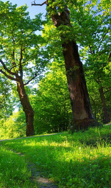 Paysagiste à Caluire-et-Cuire