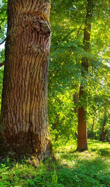 Paysagiste à Trévoux