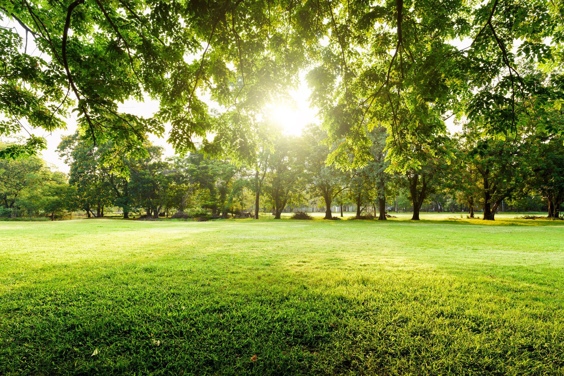 Parc verdoyant luxuriant avec des arbres et la lumière du soleil qui brille à travers les feuilles