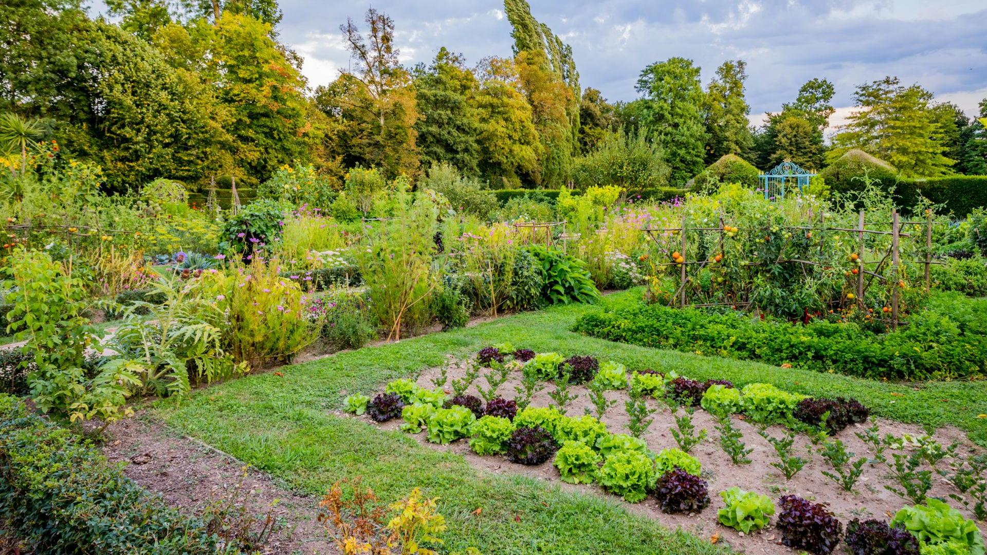 Un jardin avec des rangées de légumes