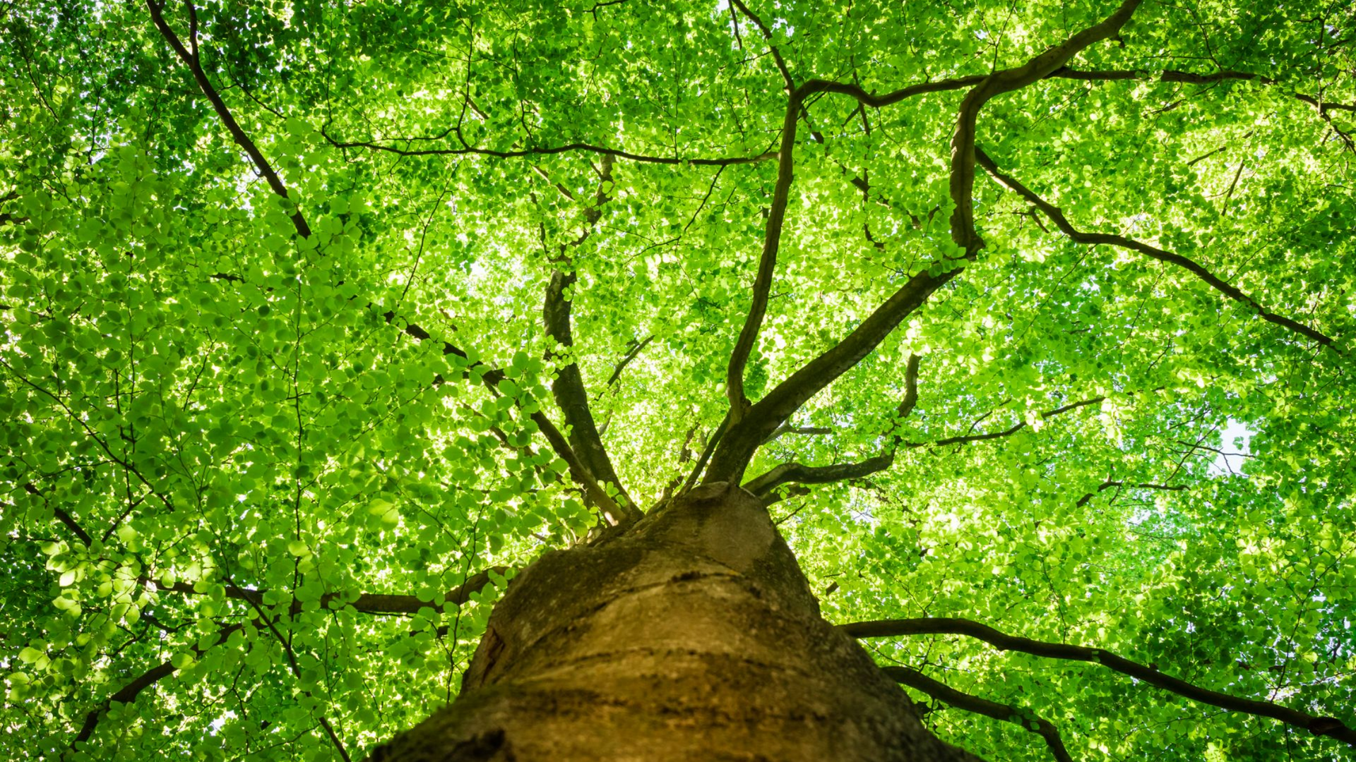 Vue vers le haut d'un arbre feuillu