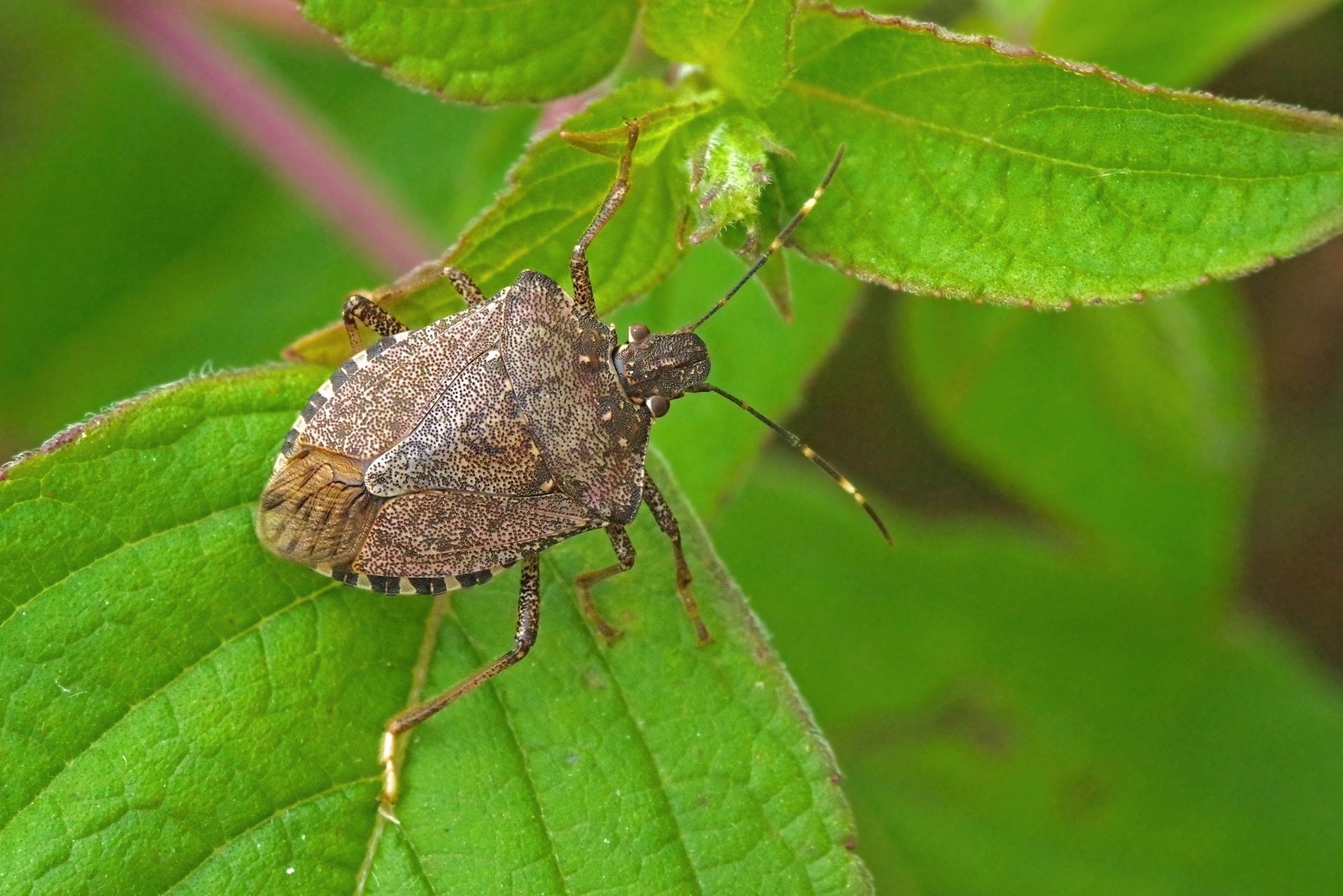 Punaise brune sur une feuille verte