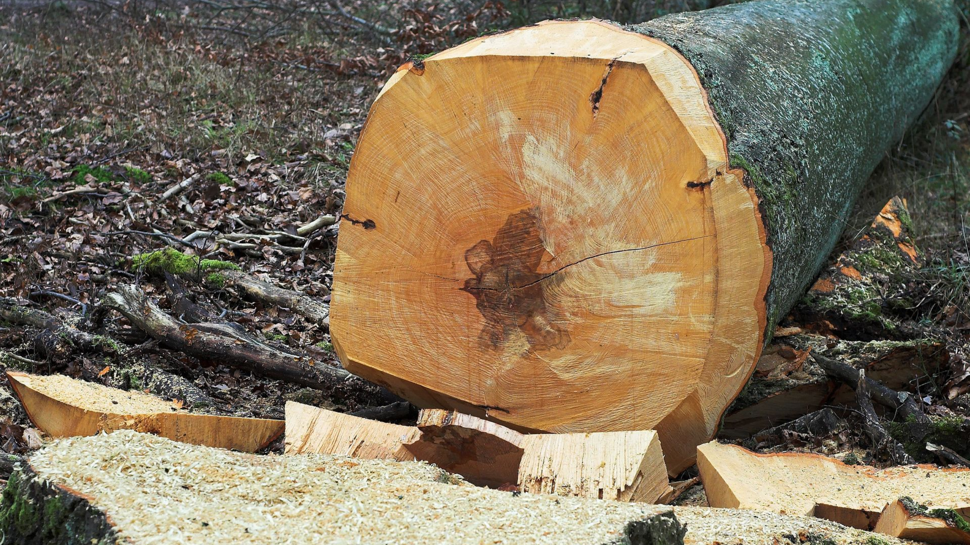 Tronc d'arbre fraîchement coupé au sol, entouré de copeaux de bois et de petits morceaux