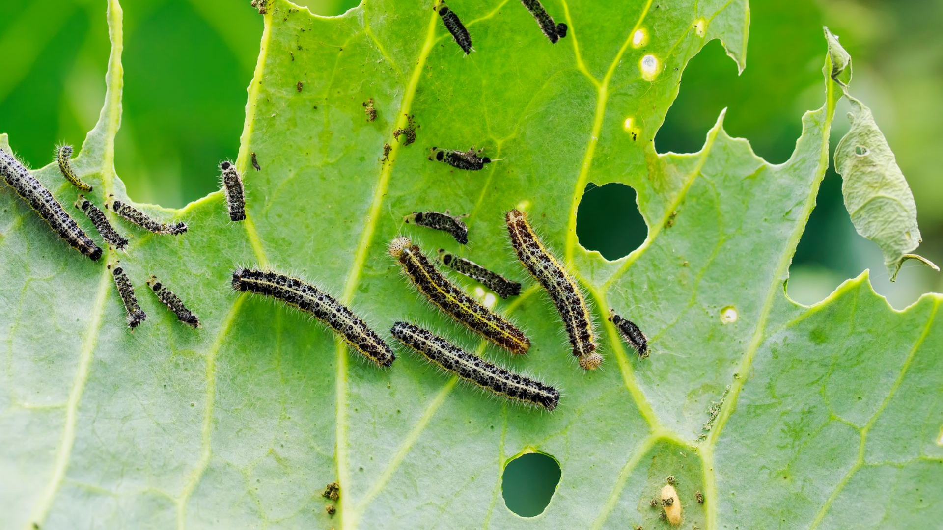 Chenilles mangeant une feuille verte, créant des trous