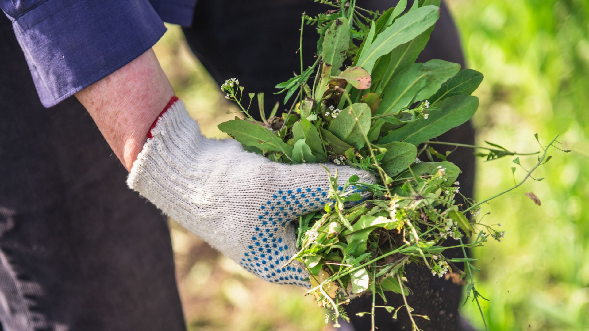 Personne portant des gants de jardinage tenant une poignée de mauvaises herbes