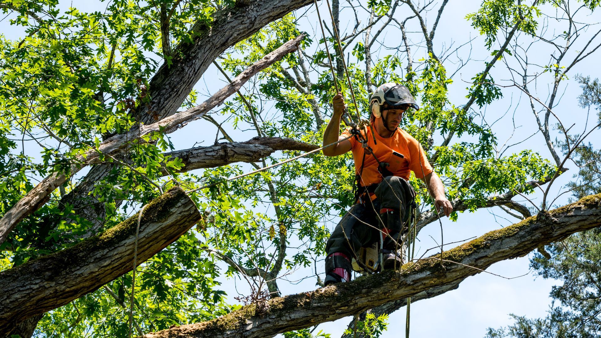 Un élagueur perché dans un arbre