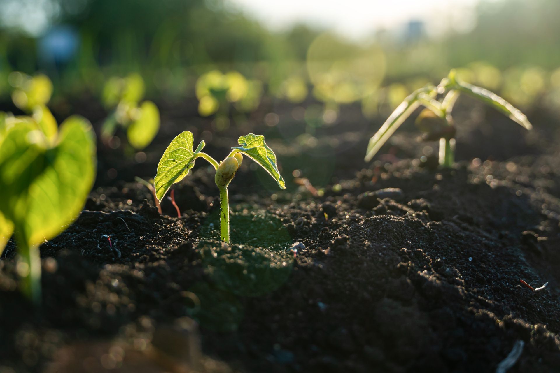 Jeunes plants de haricots poussant sur un sol sombre dans un champ.