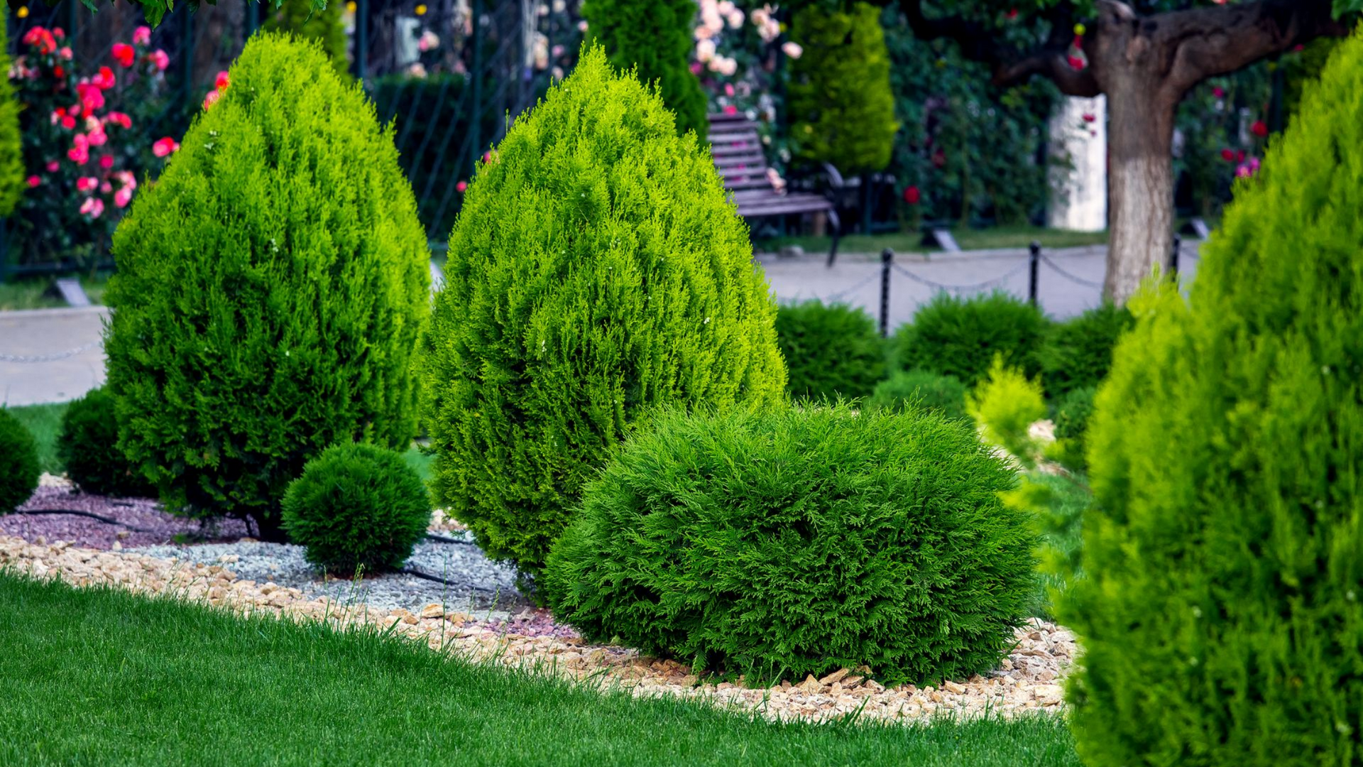Jardin vert et soigné avec arbustes coniques et sphériques