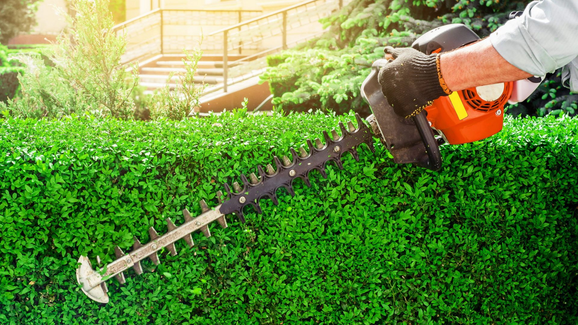 Personne taillant une haie verte avec un taille-haie